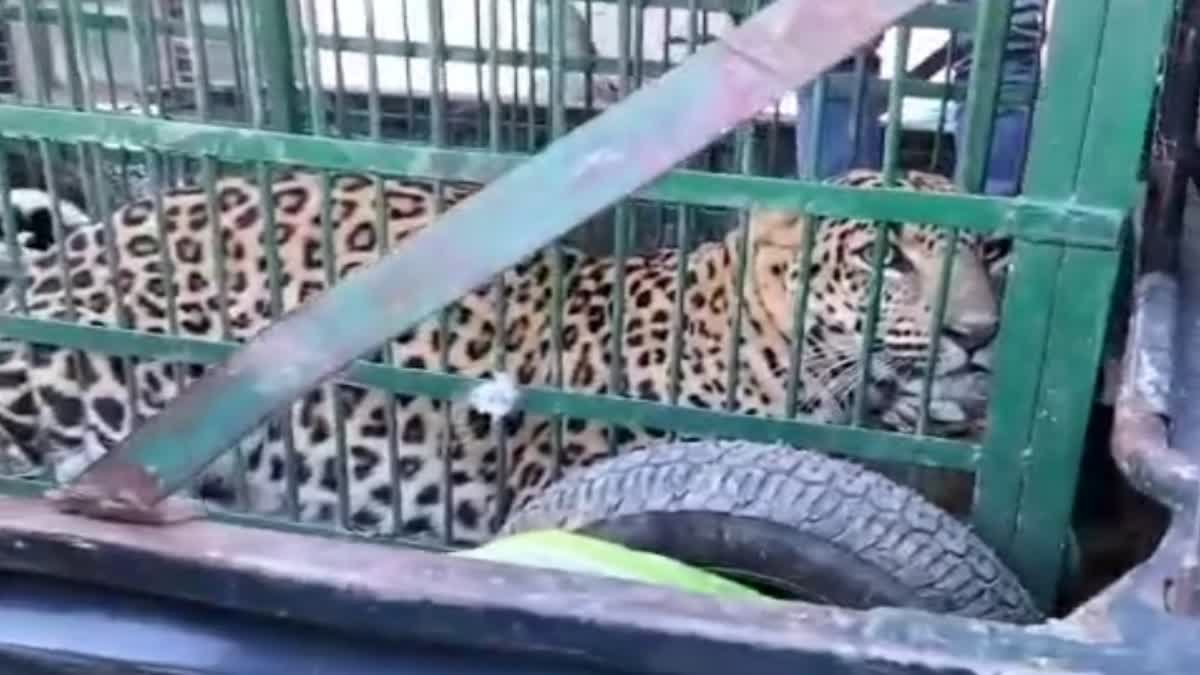 Leopard caught in cage in Hawalbagh village