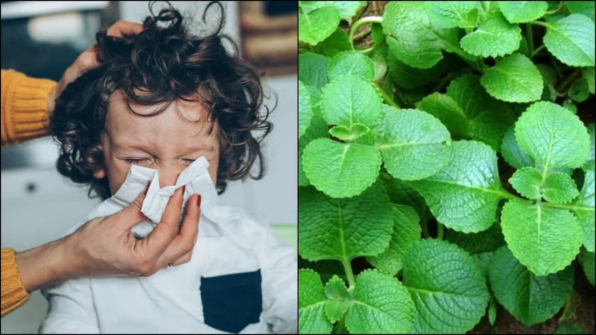 best-home-remedies-for-cold-and-cough-and-how-to-use-karpuravalli OR Mexican Mint for-cold