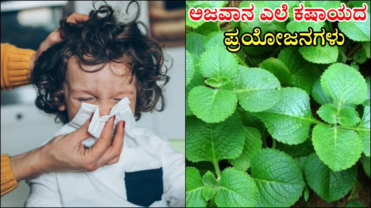 HOME REMEDIES FOR COLD AND COUGH  Ajwain leaves FOR COLD AND COUGH  Health Benefits of Ajwain Leaves  ಅಜವಾನ ಎಲೆ ಕಷಾಯದ ಪ್ರಯೋಜನಗಳು