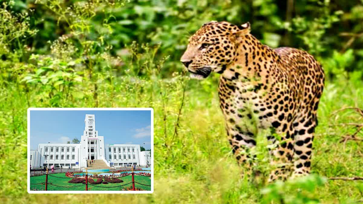 Students Spot Leopard At Tirupati SV University Auditorium