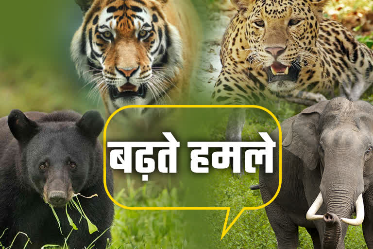 WILDLIFE CONFLICT YEAR ENDER