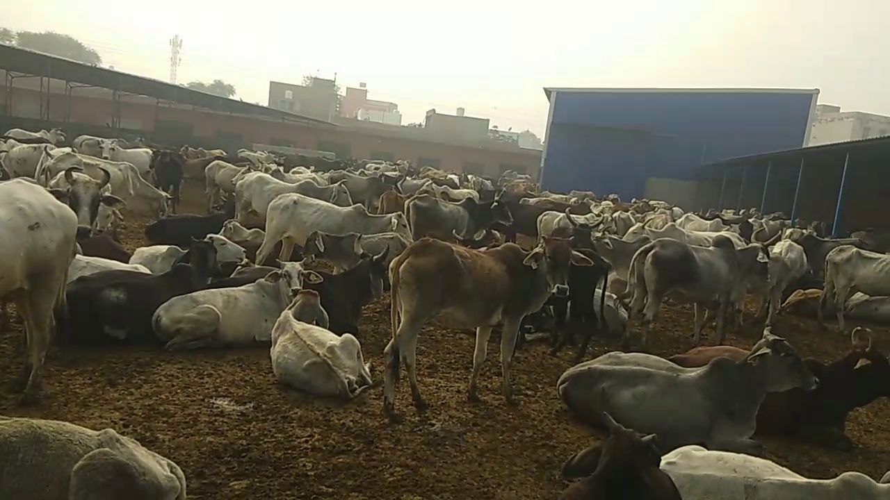 Animal health affected Due to Cold