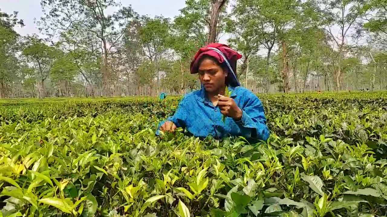 India's favourite Tea is officially a healthy beverage