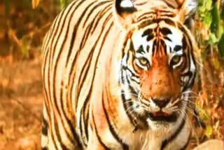 Tigress Arrowhead T 84 was once again seen roaming with her cubs in Ranthambore Fort located in the middle of Ranthambore National Park