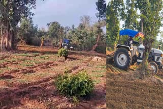 Opium cultivation in Latehar