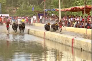 KAMBALA RACES  കമ്പള കാസർകോട്  പോത്തോട്ട മത്സരം കബള  LATEST NEWS IN MALAYALAM