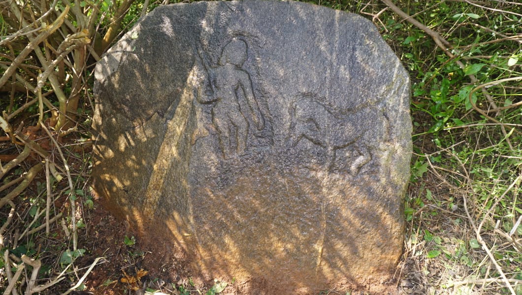 Tiger hunt Veeragallu Found in Doddaballapur near hulikunte village