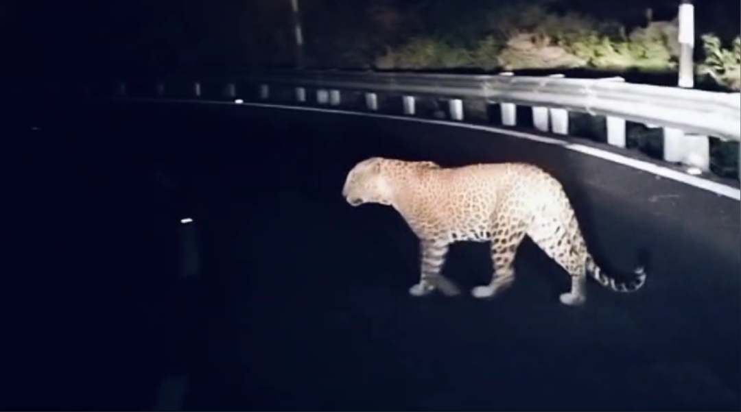 Barwani leopard on highway