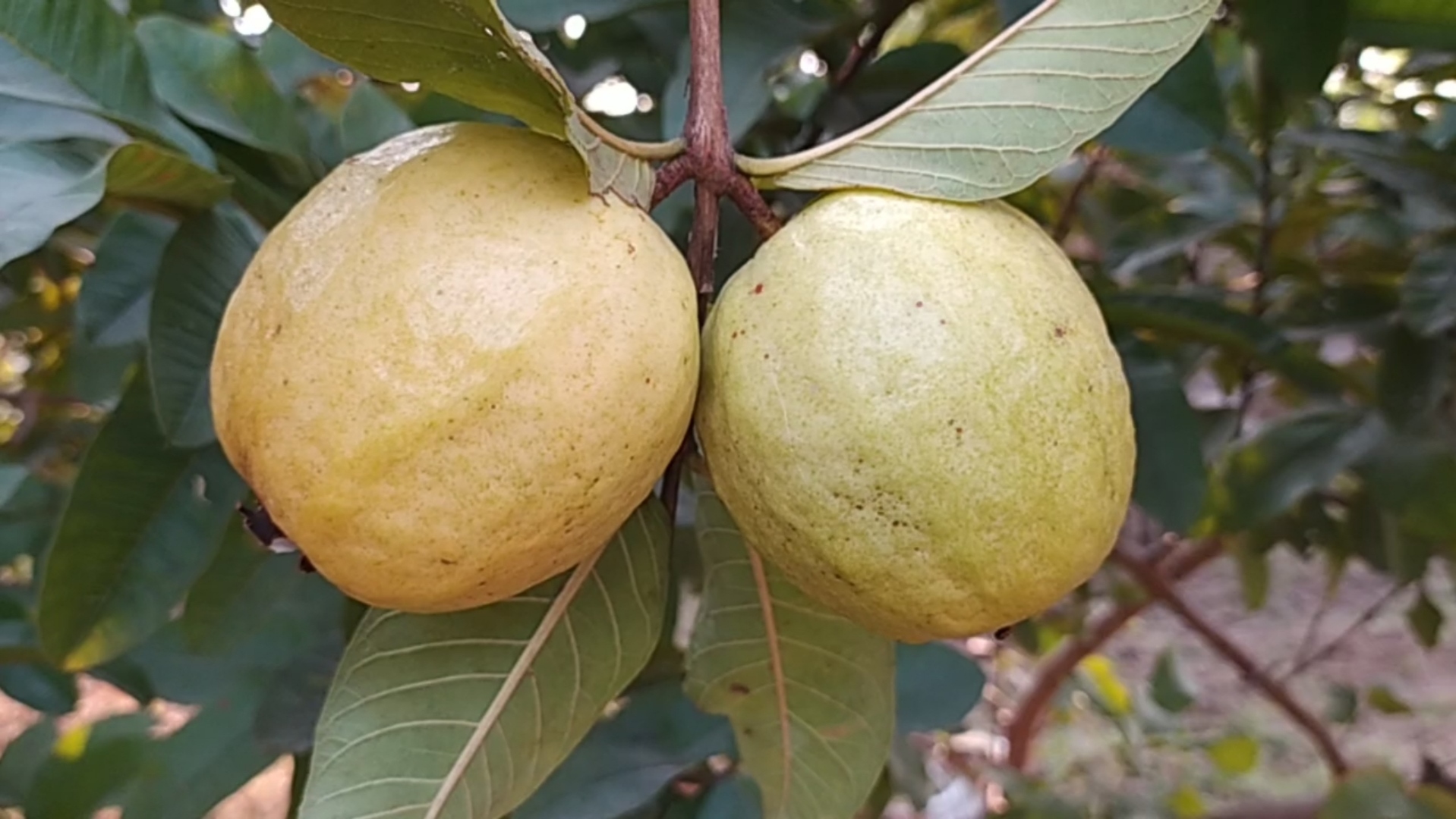 Rewa special guava