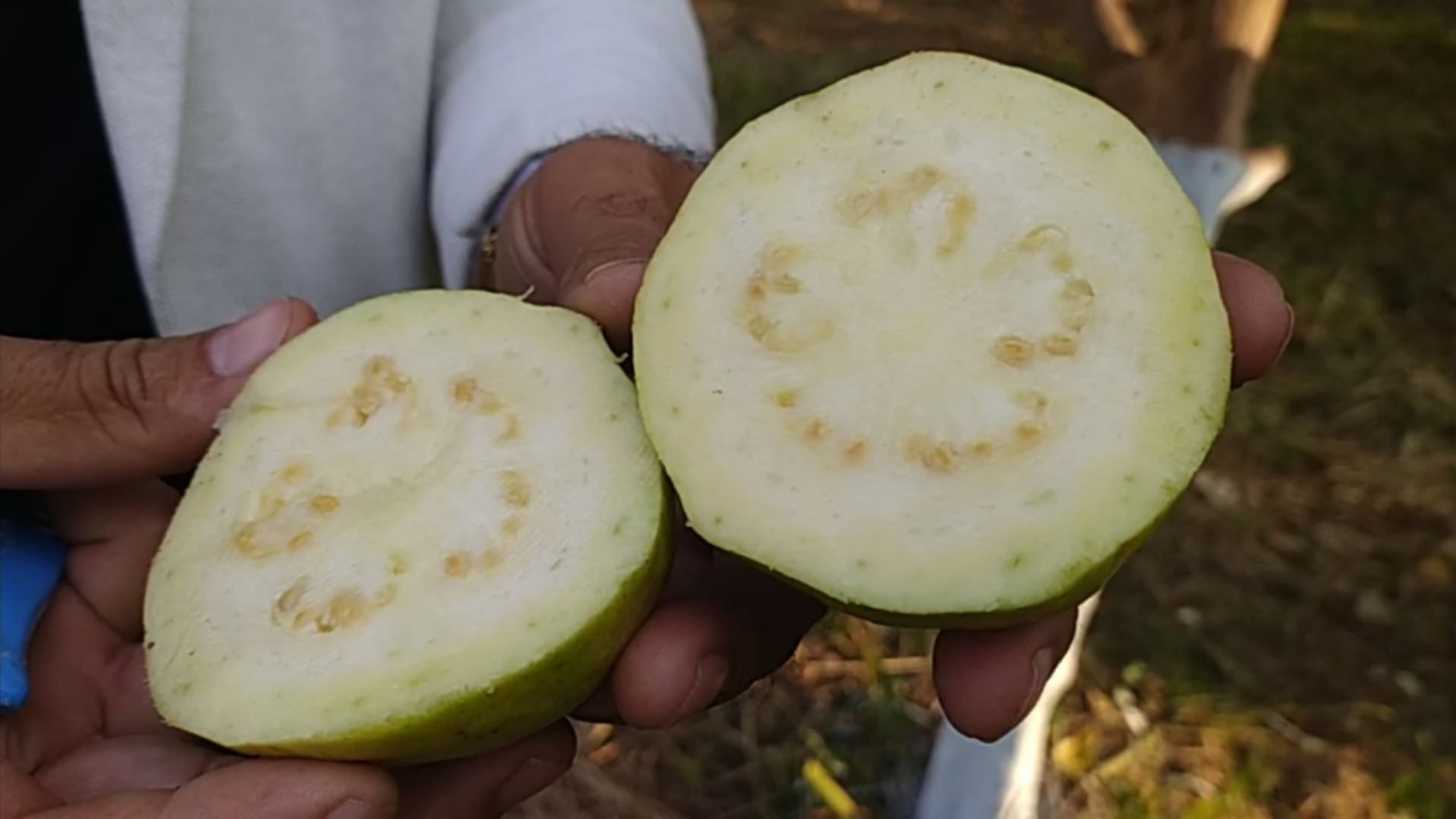 guava cultivation in rewa