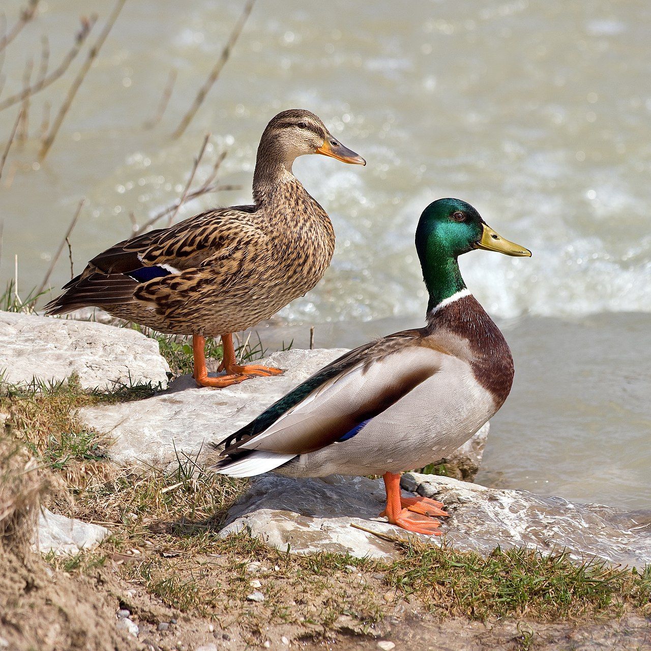 Mallard Bird