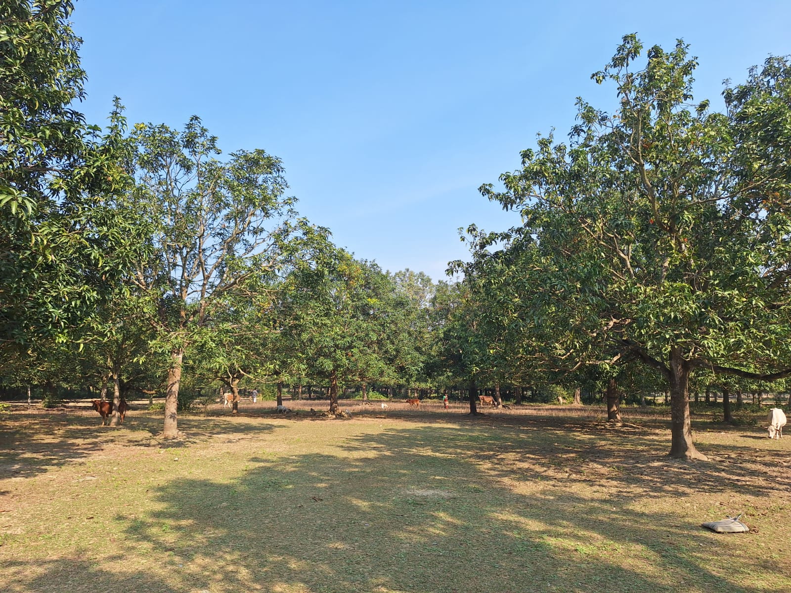 Mango tree plywood