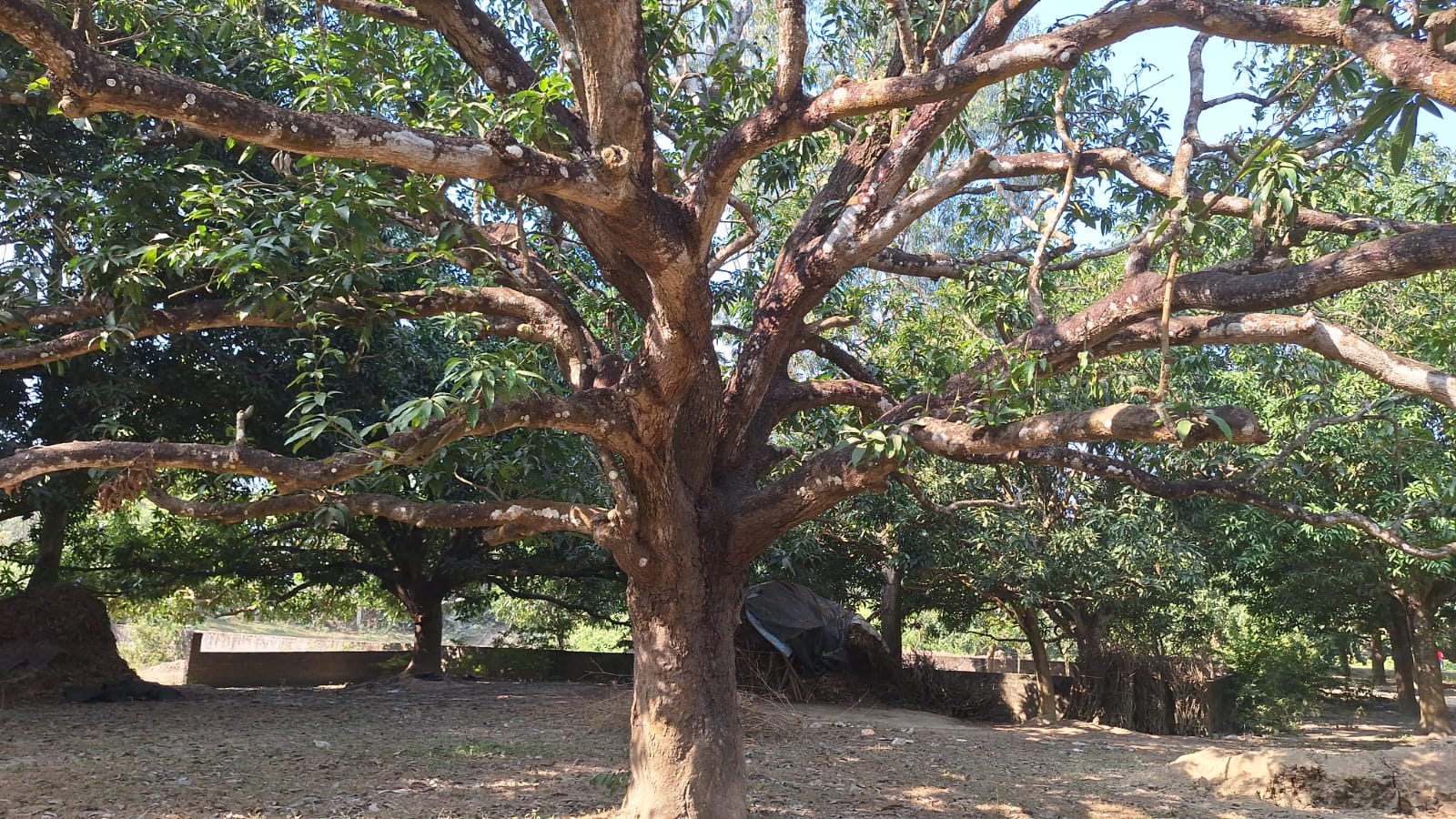 Mango tree plywood