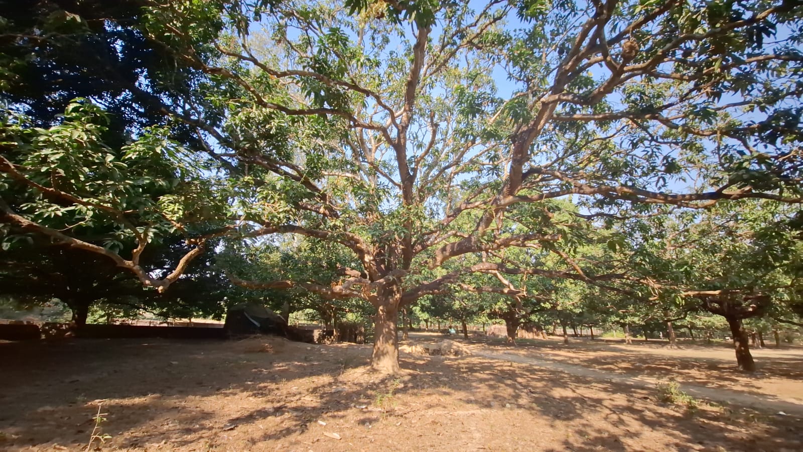 Mango tree plywood