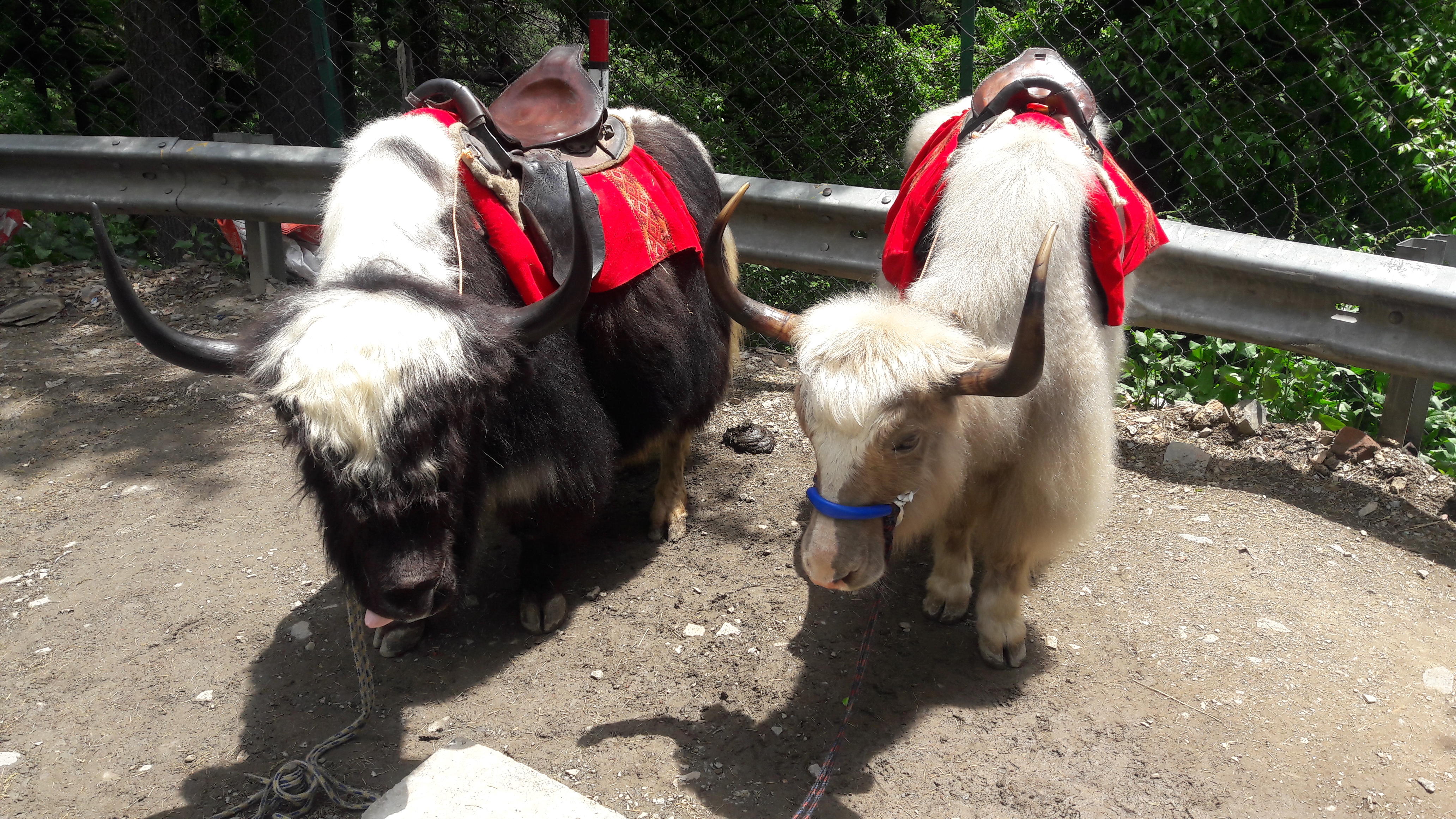 yak business in kufri