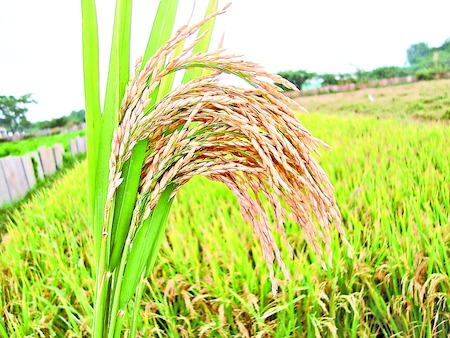 అధునాతన ప్రయోగశాల