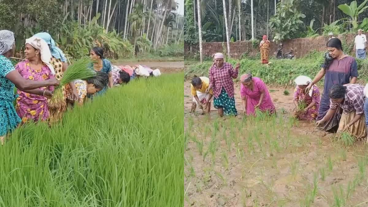 നെൽകൃഷി വനിതാ കൂട്ടായ്‌മ  Rice Cultivation womens  Rice Cultivation of Womens Calicut  നെൽകൃഷി ചെയ്‌ത് വനിതാ കൂട്ടായ്‌മ