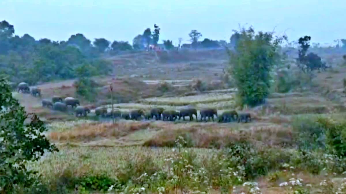 Wild elephants attack in Ramgarh