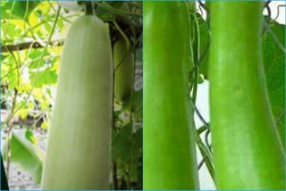 Bottle Gourd Benefits For Health