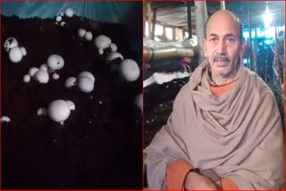 Button Mushroom Farming Palwal