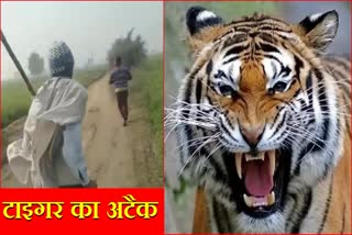 Rewari Tiger Attacks Forest Team Update Rajasthan Sariska Tiger Reserve Forest Team Haryana News