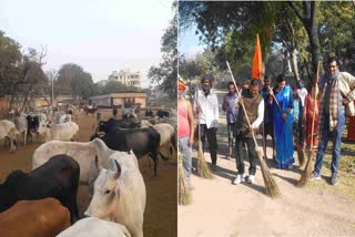 गौशालाओं में सफाई और प्लास्टिक मुक्त अभियान शुरू