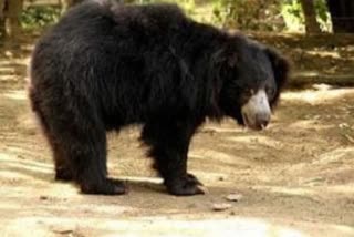 Bear attacks woman in Balrampur