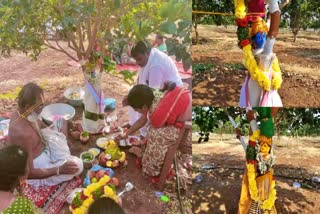 Plants Marriage done by Farmer