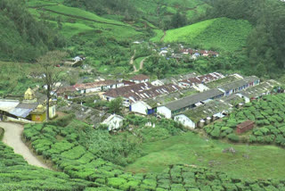 Wild Animal Attack In Munnar  Plantation Workers Are In Fear  മൂന്നാറിലെ തോട്ടം തൊഴിലാളികൾ  വന്യമൃഗങ്ങളെ പിടികൂടണം