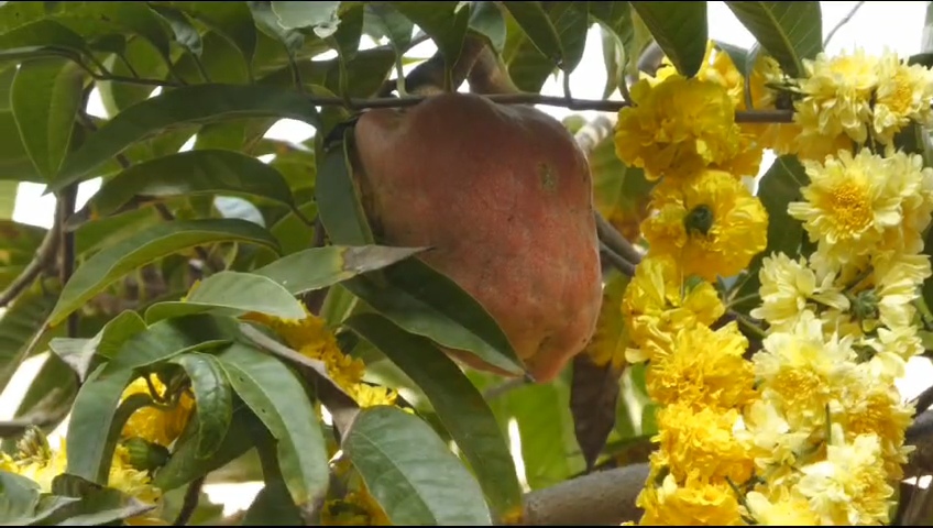 Ramphala tree  special pooja  ಅಯೋಧ್ಯೆ ರಾಮಮಂದಿರ  ಬಾಲ ರಾಮನ ಮೂರ್ತಿಯ ಪ್ರಾಣ ಪ್ರತಿಷ್ಠಾಪನೆ  Ayodhya Ram Mandir