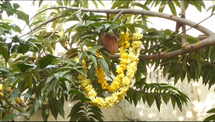 Ramphala tree  special pooja  ಅಯೋಧ್ಯೆ ರಾಮಮಂದಿರ  ಬಾಲ ರಾಮನ ಮೂರ್ತಿಯ ಪ್ರಾಣ ಪ್ರತಿಷ್ಠಾಪನೆ  Ayodhya Ram Mandir