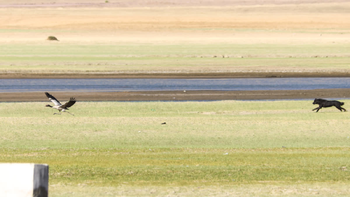 Feral Dogs in Ladakh Pose Threat To Wildlife and Livelihood Ecosystem