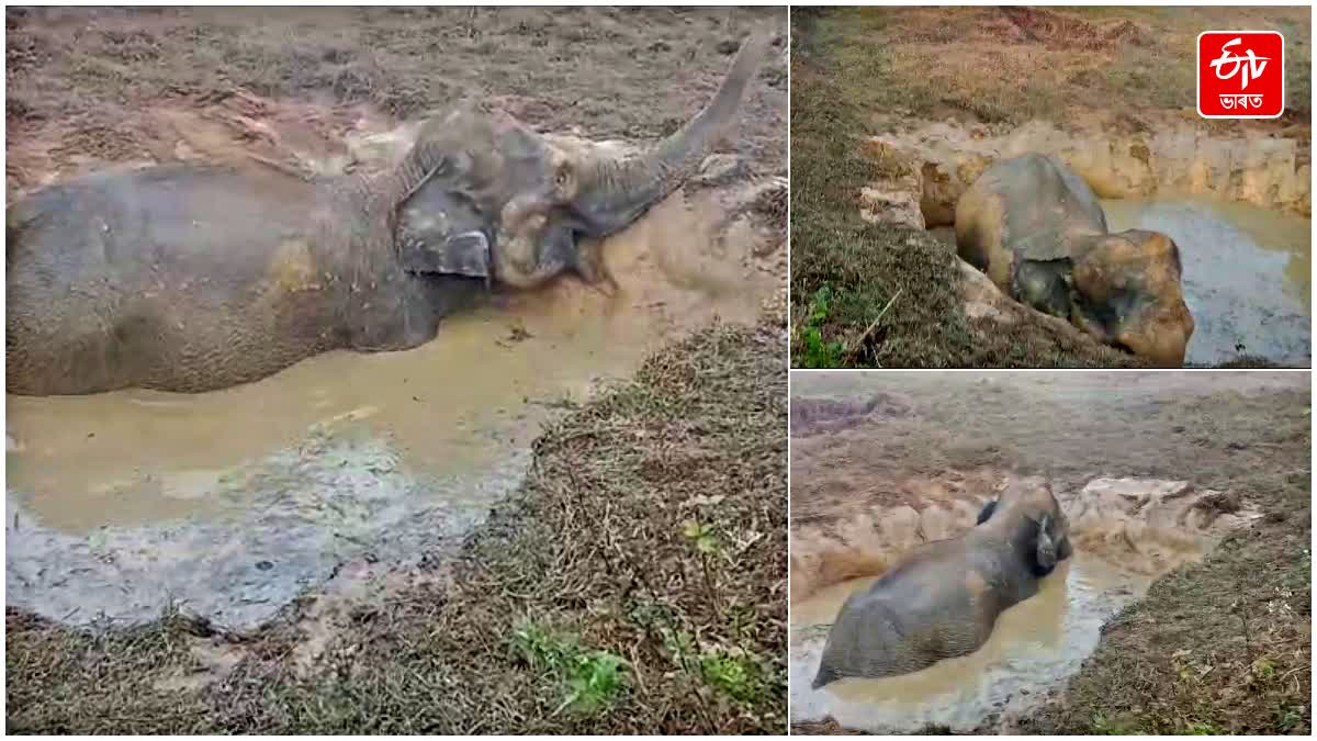 ELEPHANT RESCUE