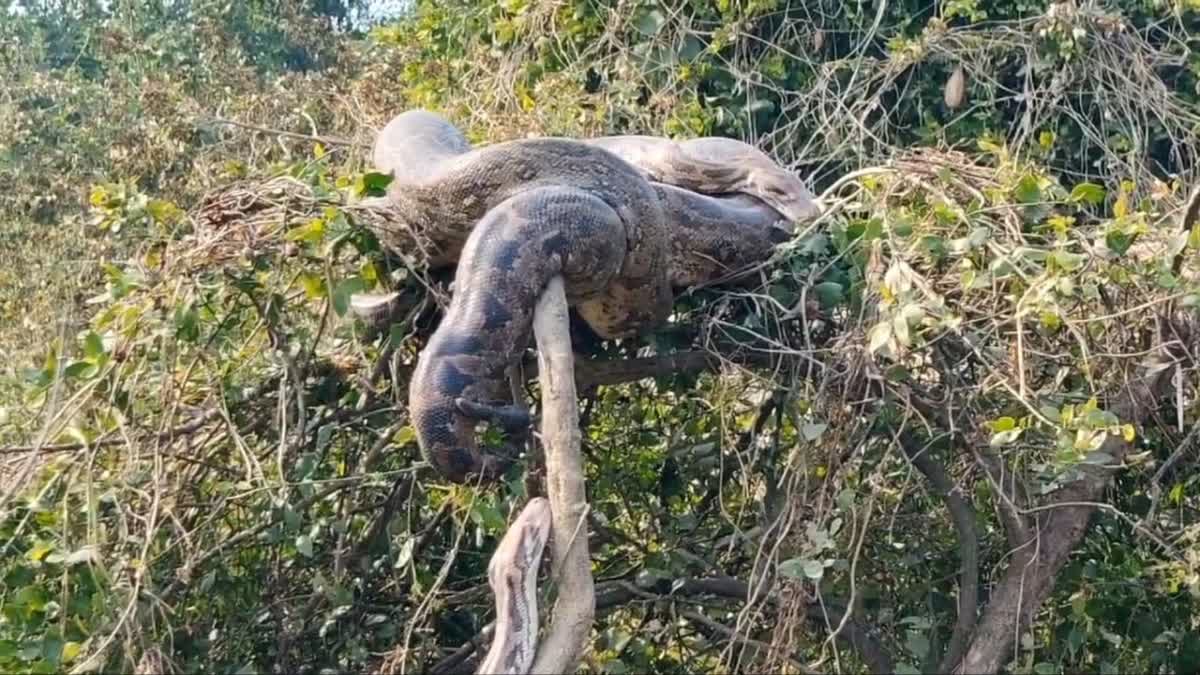 python sunbathing