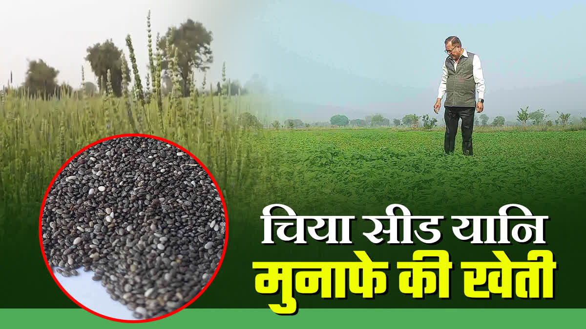 Pramod Kumar, a farmer from Narmadapuram, is cultivating chia seeds