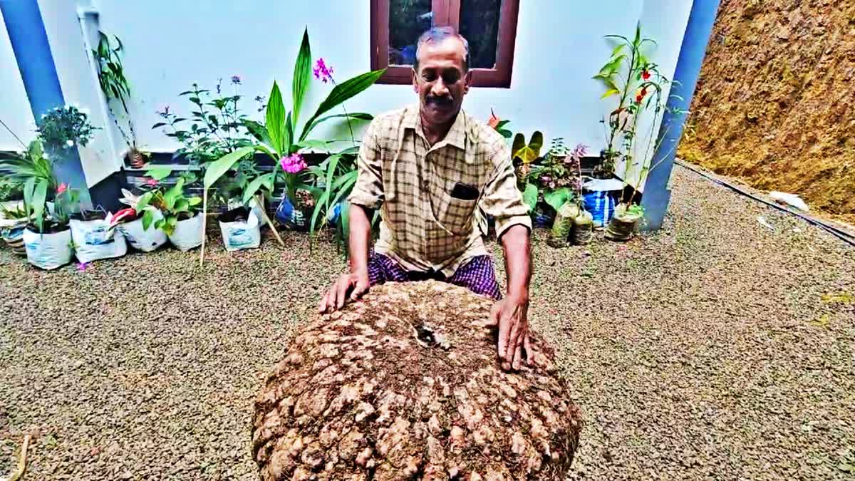 Farmer Surendran  yam 100 kg  Idukki Adilmaly Farmer  ജൈവ കർഷകൻ