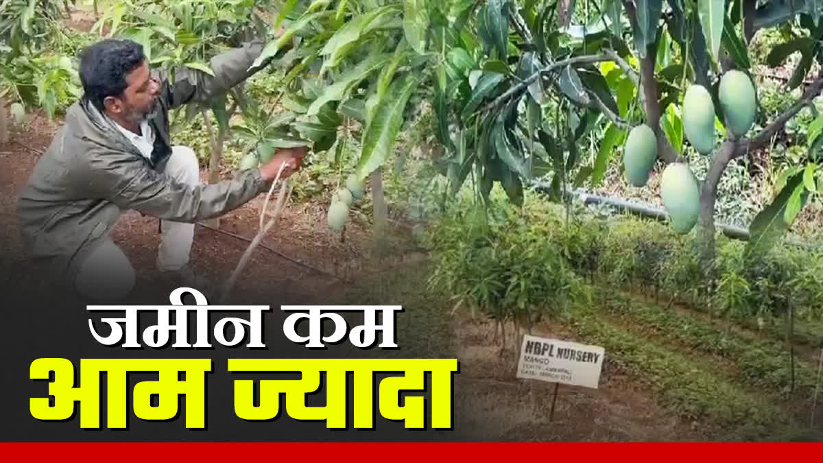 ISRAELI CULTIVATION IN LATEHAR