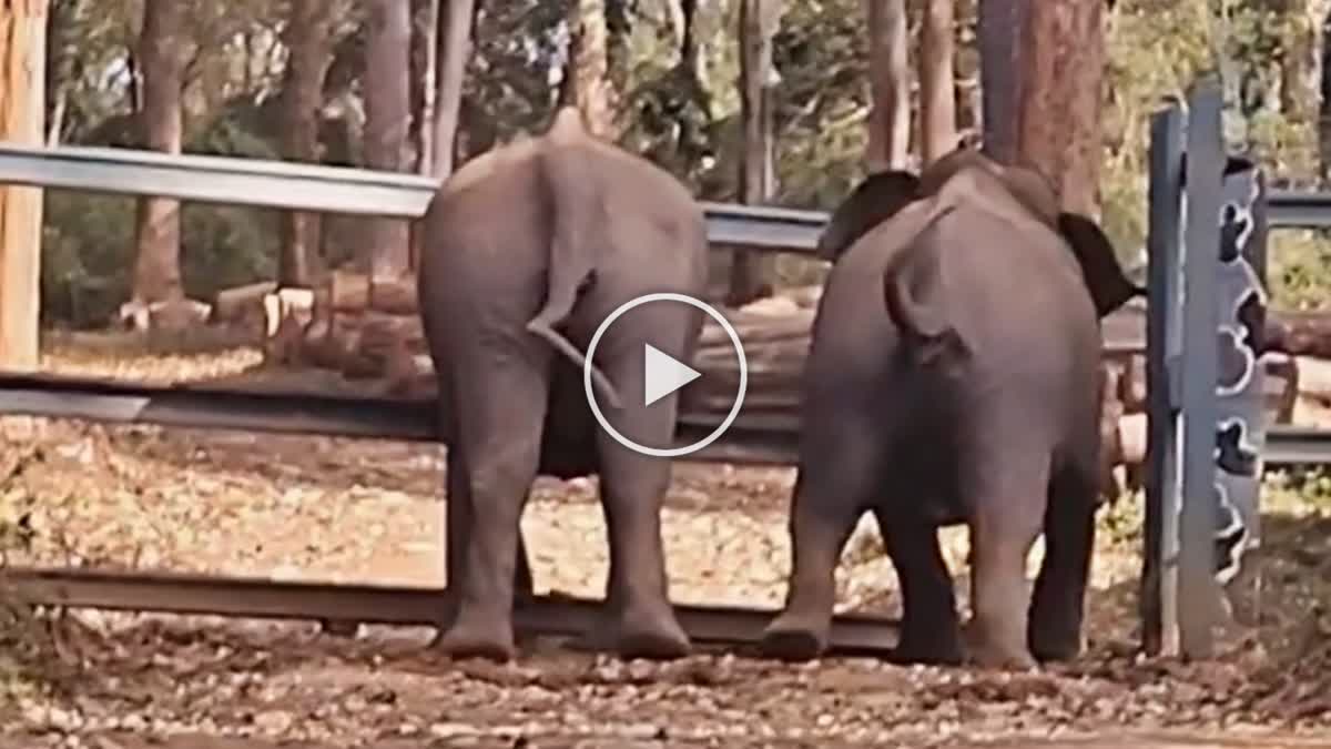 WILD ELEPHANT TRAPPED IN IRON FENCE  കാട്ടാനയുടെ തല കുടുങ്ങി  KODAGU THITHIMATHI FOREST DEPT  കാട്ടാന ഇരുമ്പ് വേലിയില്‍ കുടുങ്ങി