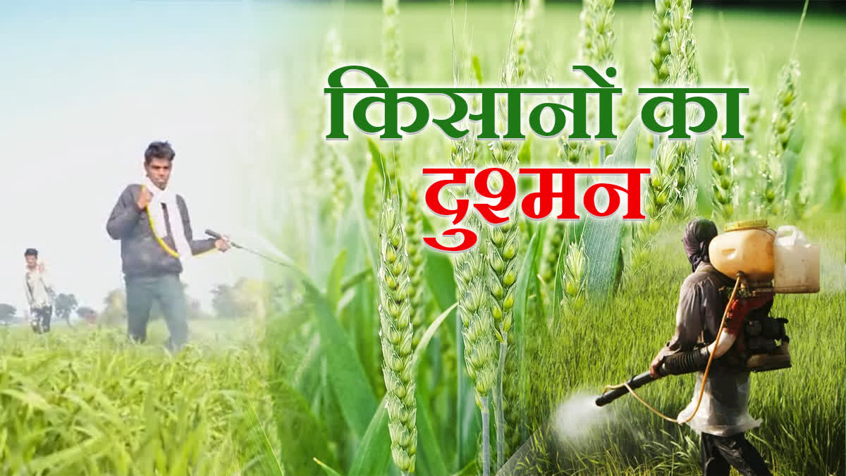 RATLAM SPRAY PESTICIDES WHEAT CROPS