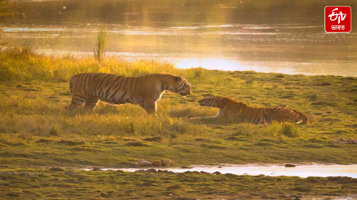 Visuals of two tigers from Kaziranga caught on camera of Nagaon education officer