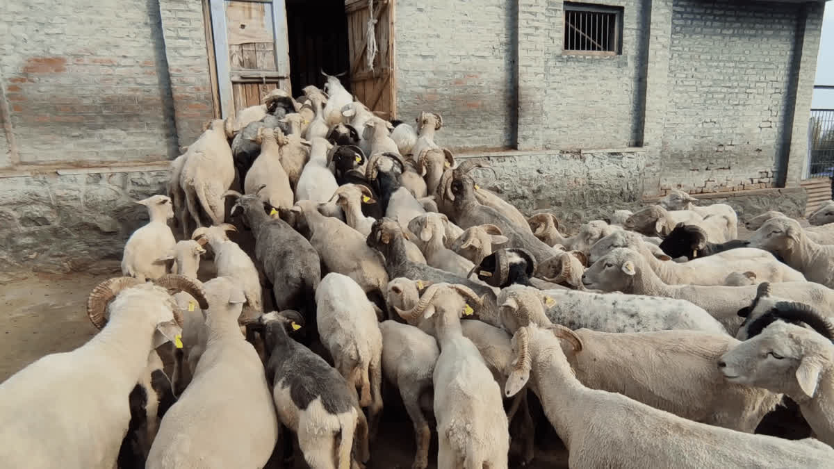 Jammu And Kashmir Govt Bets Big On African Dorper, Dutch Texel To Slash Mutton Imports