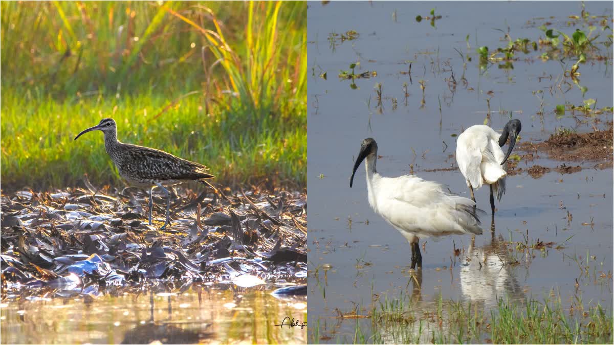 WETLANDS SHRINKING IN TVM  WADERS POPULATION IN TVM  തിരുവനന്തപുരം തണ്ണീര്‍ തടങ്ങള്‍  നീര്‍പ്പക്ഷികള്‍ തിരുവനന്തപുരം