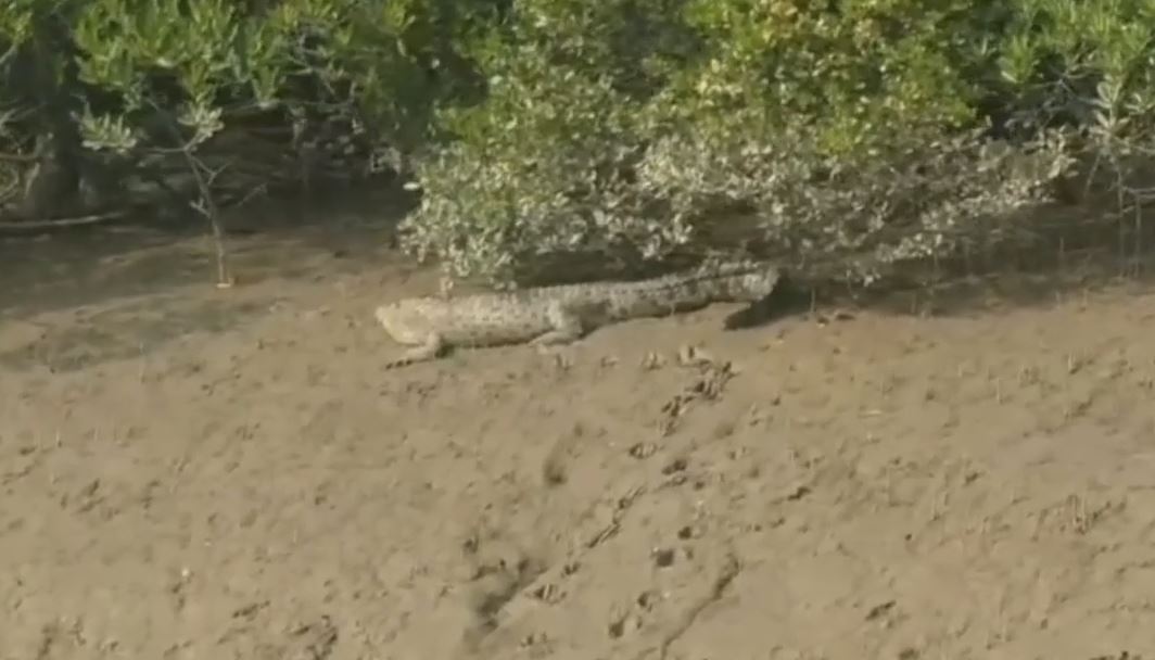 Bhitarkanika National Park