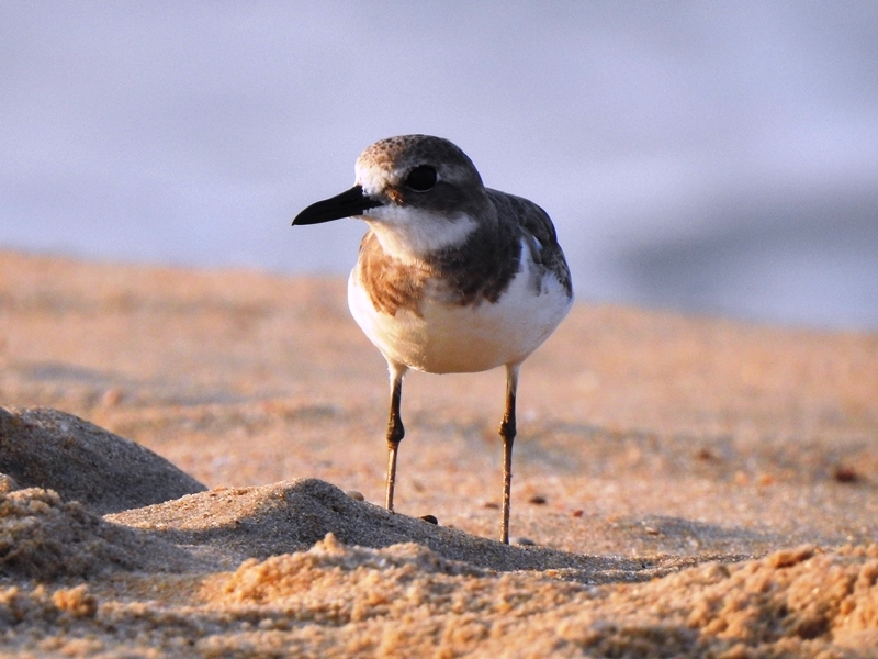 WETLANDS SHRINKING IN TVM  WADERS POPULATION IN TVM  തിരുവനന്തപുരം തണ്ണീര്‍ തടങ്ങള്‍  നീര്‍പ്പക്ഷികള്‍ തിരുവനന്തപുരം