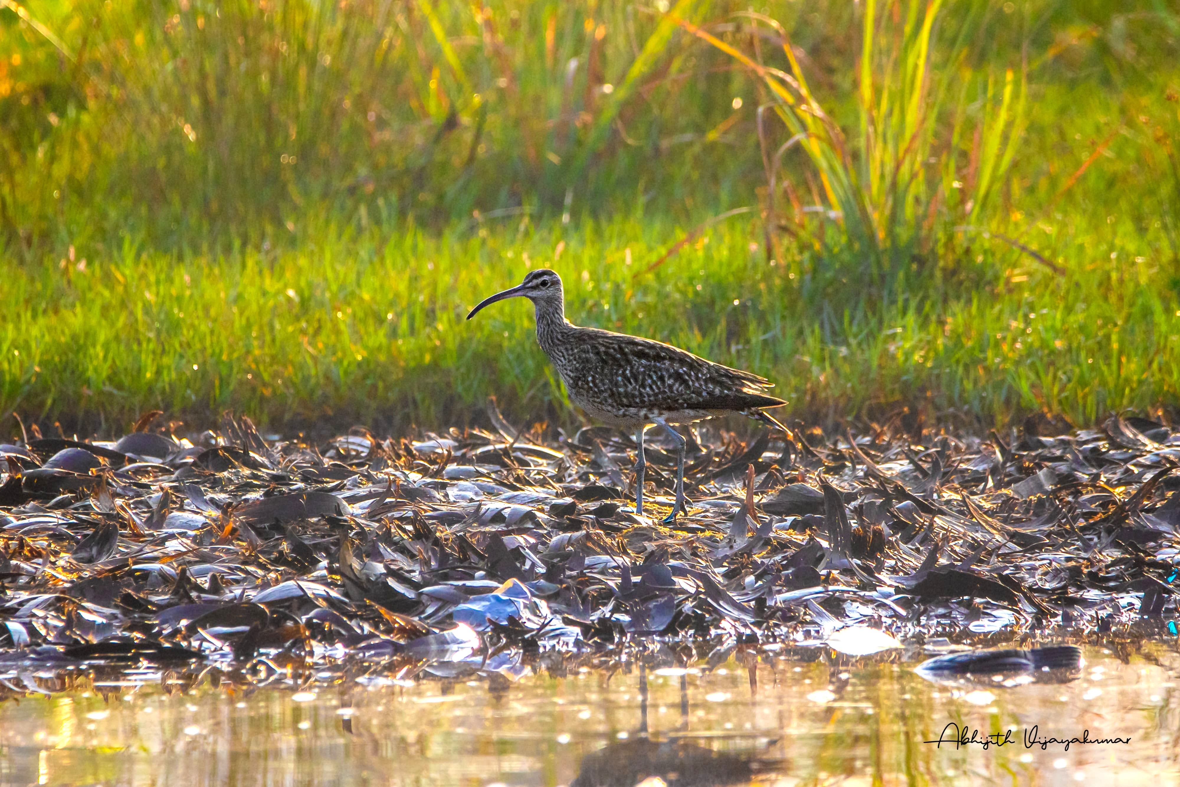 WETLANDS SHRINKING IN TVM  WADERS POPULATION IN TVM  തിരുവനന്തപുരം തണ്ണീര്‍ തടങ്ങള്‍  നീര്‍പ്പക്ഷികള്‍ തിരുവനന്തപുരം