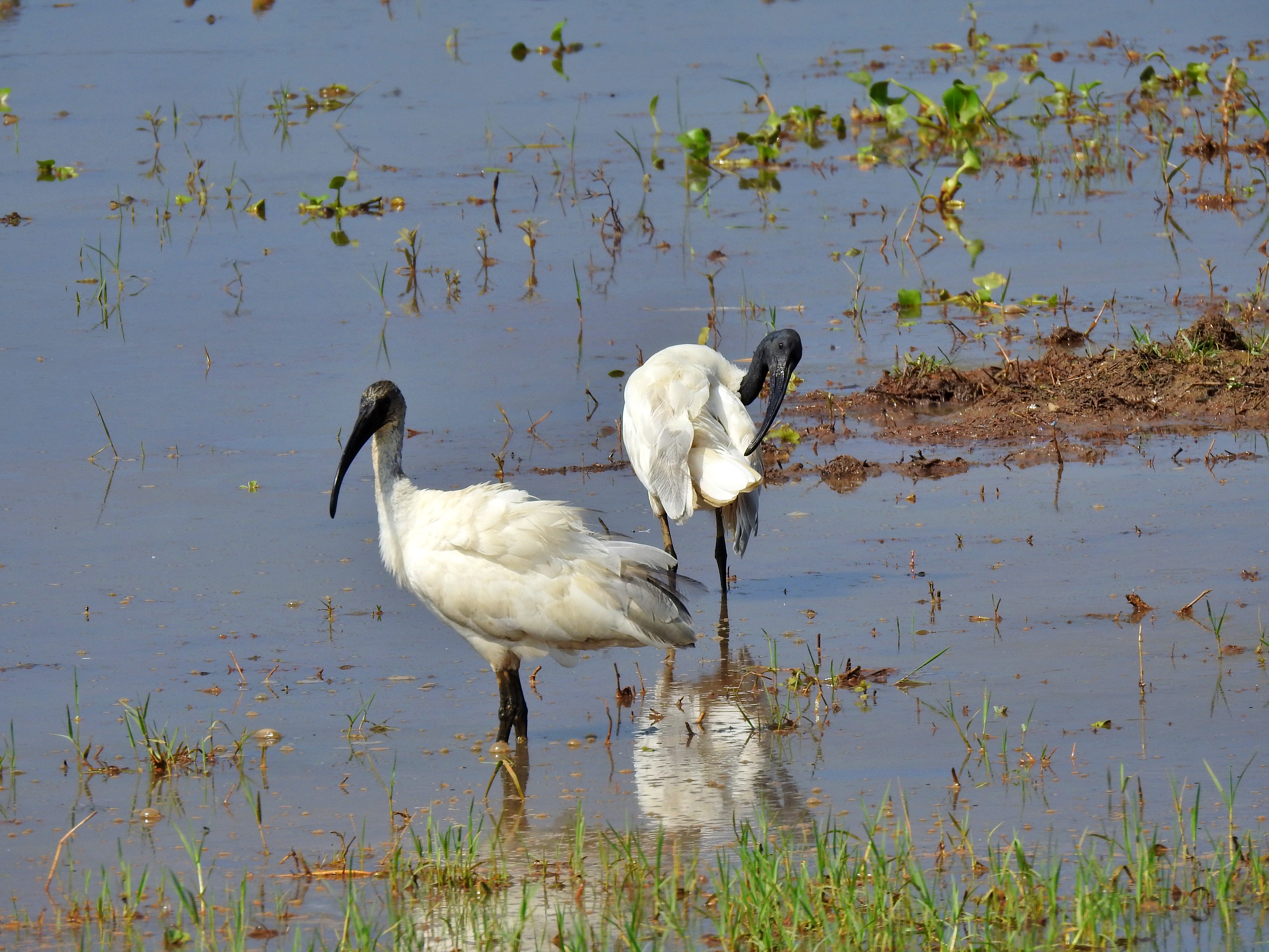 WETLANDS SHRINKING IN TVM  WADERS POPULATION IN TVM  തിരുവനന്തപുരം തണ്ണീര്‍ തടങ്ങള്‍  നീര്‍പ്പക്ഷികള്‍ തിരുവനന്തപുരം