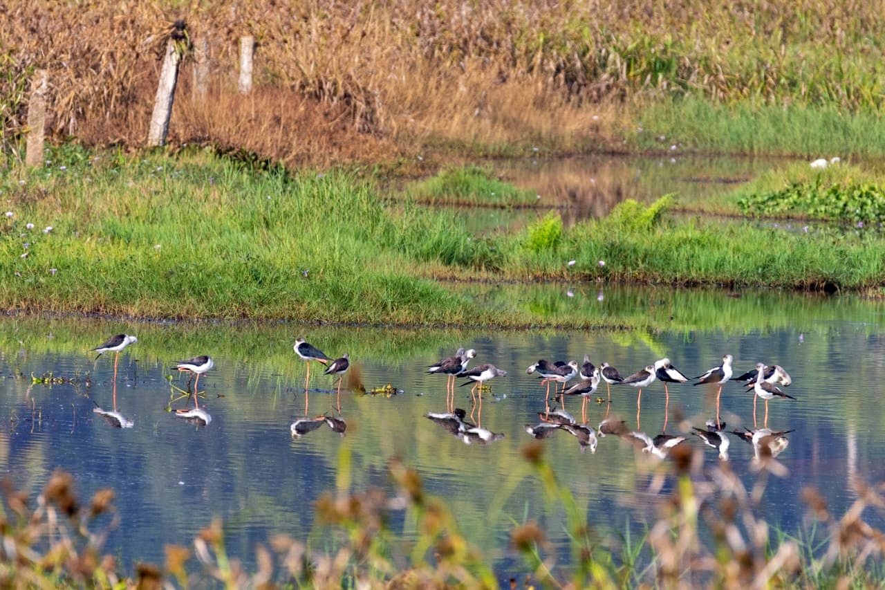 WETLANDS SHRINKING IN TVM  WADERS POPULATION IN TVM  തിരുവനന്തപുരം തണ്ണീര്‍ തടങ്ങള്‍  നീര്‍പ്പക്ഷികള്‍ തിരുവനന്തപുരം