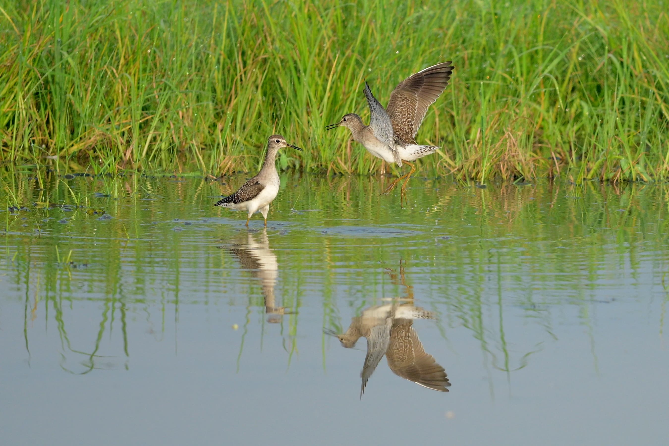 WETLANDS SHRINKING IN TVM  WADERS POPULATION IN TVM  തിരുവനന്തപുരം തണ്ണീര്‍ തടങ്ങള്‍  നീര്‍പ്പക്ഷികള്‍ തിരുവനന്തപുരം