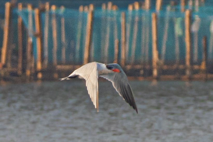 WETLANDS SHRINKING IN TVM  WADERS POPULATION IN TVM  തിരുവനന്തപുരം തണ്ണീര്‍ തടങ്ങള്‍  നീര്‍പ്പക്ഷികള്‍ തിരുവനന്തപുരം