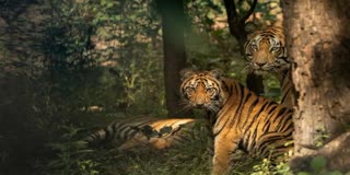 SIDHI TIGER BLOCKED WAY OF TOURISTS